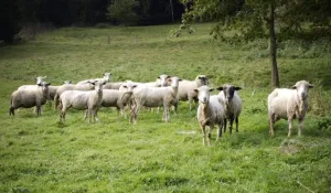 Schaapjes tellen in het Dwingelderveld