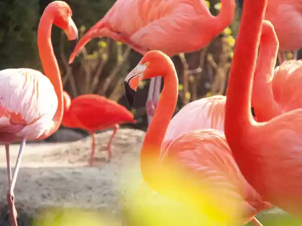 Bezoek de Flamingo Lagoon. Foto: Pantropica Bezoek de Flamingo Lagoon. Foto: Pantropica