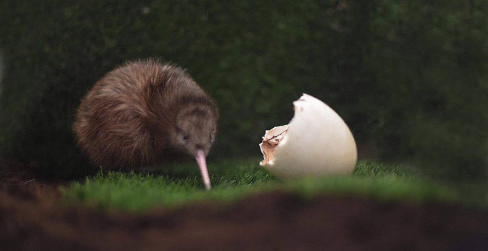 Is het geen schatje? Dit is de eerste kiwi ooit die in Nederland uit het ei is gekropen. Foto: Avifauna