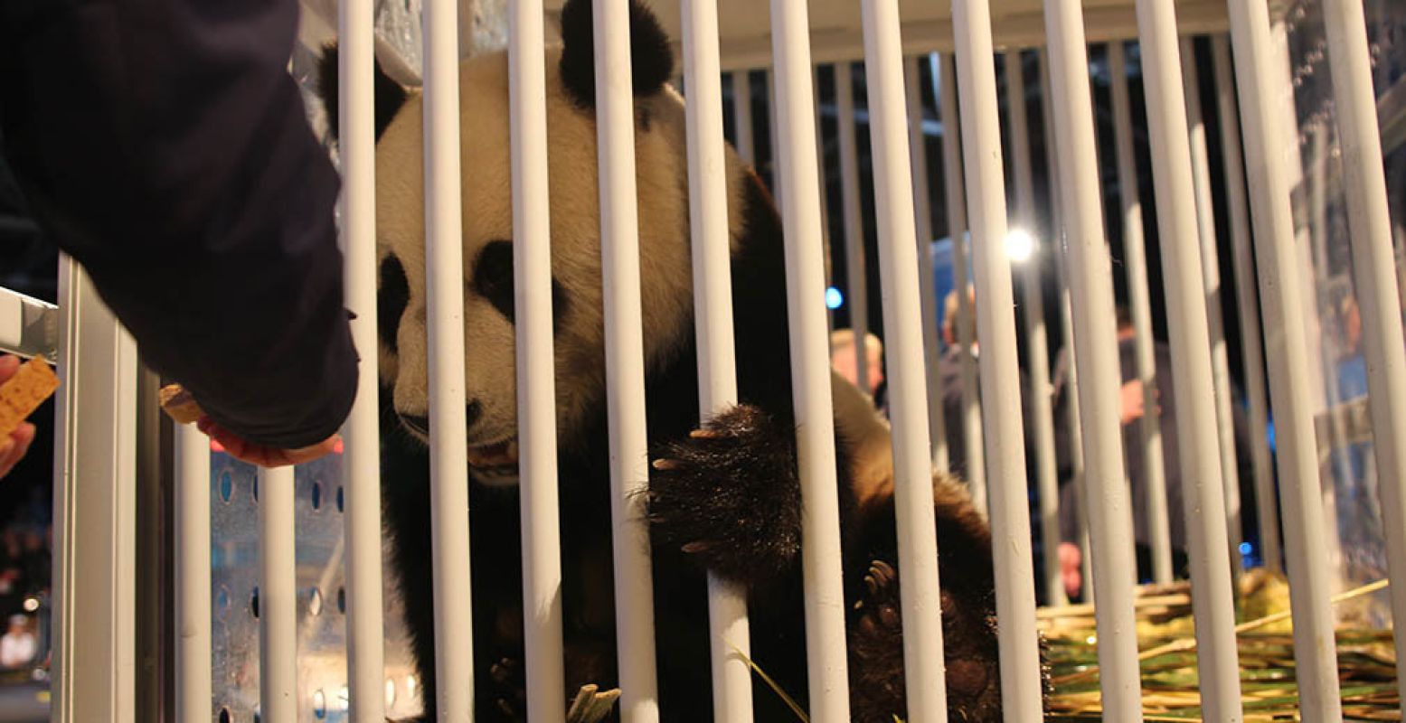 Een verzorger geeft de reuzenpanda te eten. Is dit nou Wu Wen of Xing Ya? Foto: Redactie DagjeWeg.NL.