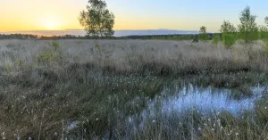Dauwtrappen met de boswachter Dwingelderveld Dauwtrappen met de boswachter Dwingelderveld | Foto geüpload door gebruiker Natuurmonumenten.