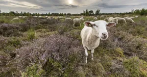 De herder en zijn kudde in de Loonse en Drunense Duinen De herder en zijn kudde in de Loonse en Drunense Duinen | Foto geüpload door gebruiker Natuurmonumenten.