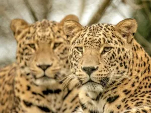 Sta oog in oog met een luipaard.