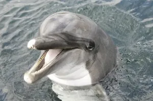 Dolfinarium Harderwijk is weer open!