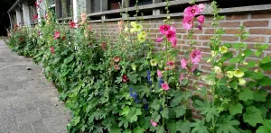 Stokroos-Hortensia-Hemerocallis-Prairieplant Dagen Stokrozen. Foto: Wies Voesten