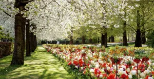 Kuier door Keukenhof in 360Â°