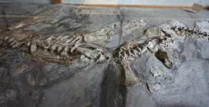 Teylers Museum: even geloof je in draken Een heel bijzonder skelet steekt net uit de grote grijze steen in de Eerste Fossielenzaal. Foto: DagjeWeg.NL © Tonny van Oosten