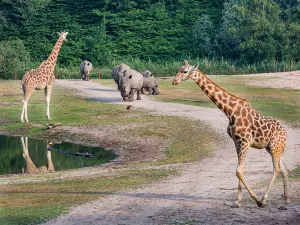 Bewonder de dieren in de Safari. Foto: Burgers' Zoo