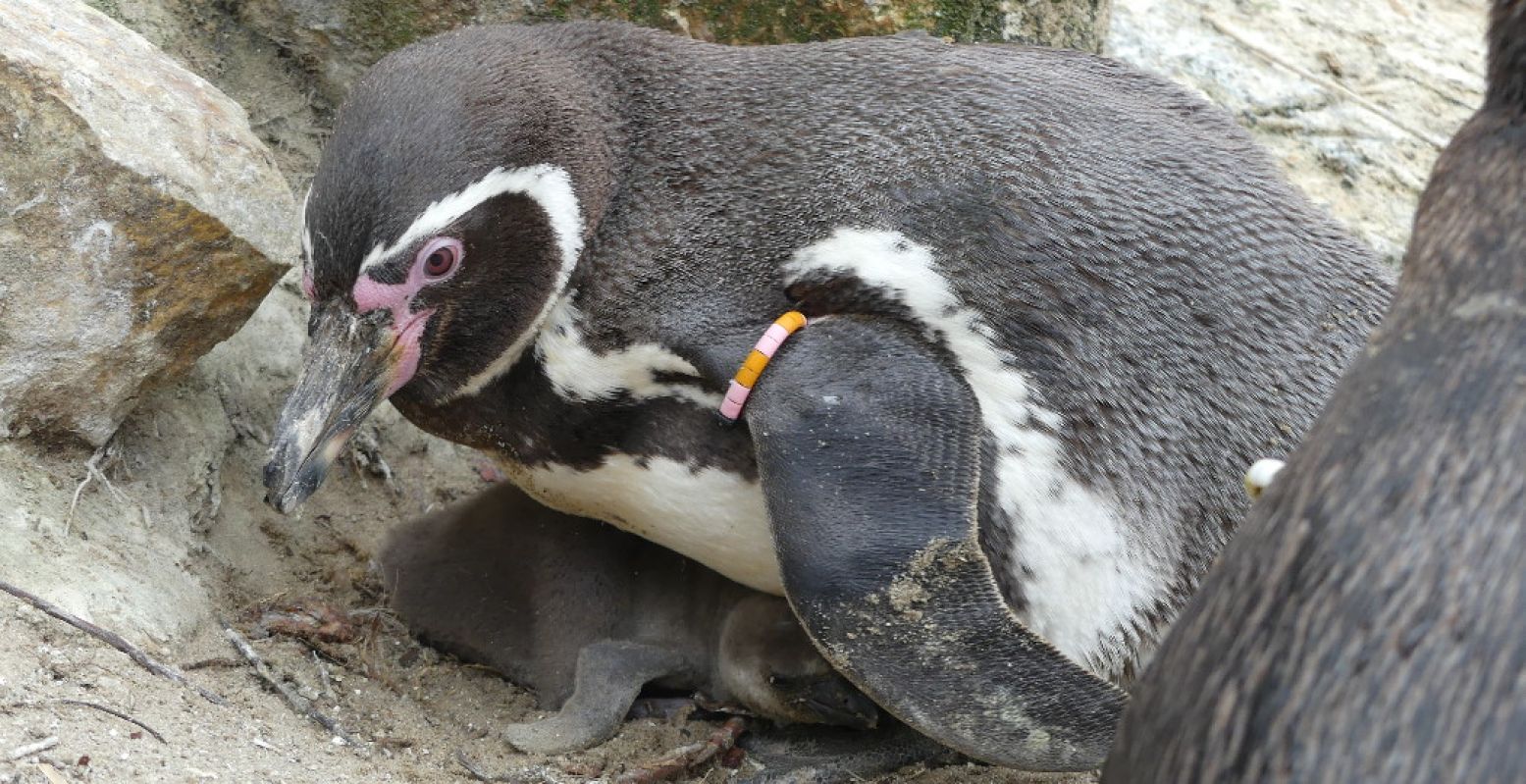 De kleine pinguïn in Dierenrijk groeit als kool, dus kom snel eens kijken. Foto: Dierenrijk