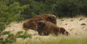 Gigantische bizons op de Veluwe Twee wisenten rusten uit op een heuvel in het wild. © Leo Linnartz.