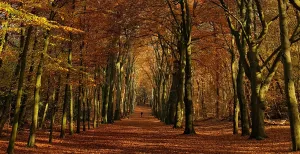 7 prachtige herfstwandelingen Wandelen in de herfst is genieten van de prachtige herfstkleuren. Foto: DagjeWeg.NL © Tonny van Oosten