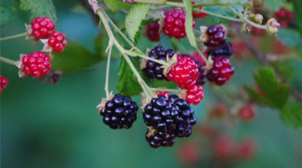 Woensdagmiddag? Ga de natuur in!