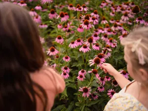 Prachtig, een zee van bloeiende Echinacea. Foto: A.Vogel tuinen © In beeld met Floor