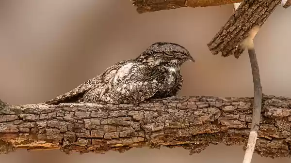Nachtzwaluwen van Boswachterij Staphorst Een slapende nachtzwaluw | Foto ge&uuml;pload door gebruiker Staatsbosbeheer.