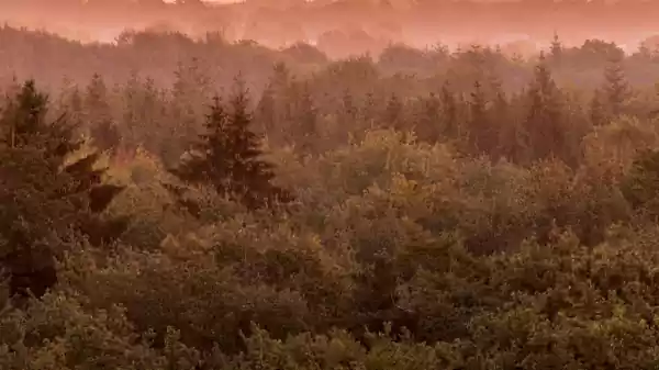 Zomeravondwandeling door het Drents-Friese Wold bos avond | Foto ge&uuml;pload door gebruiker Staatsbosbeheer.