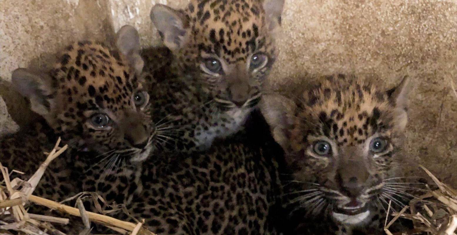 Met wijde ogen bekijken de pantertjes de nieuwe wereld. Foto: BestZOO © Met wijde ogen bekijken de pantertjes de nieuwe wereld. Foto: BestZOO ©