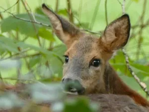 NatureBliss Walks Spot wild in de meest uitgestrekte natuurgebieden. Foto: Yvette van den Berg