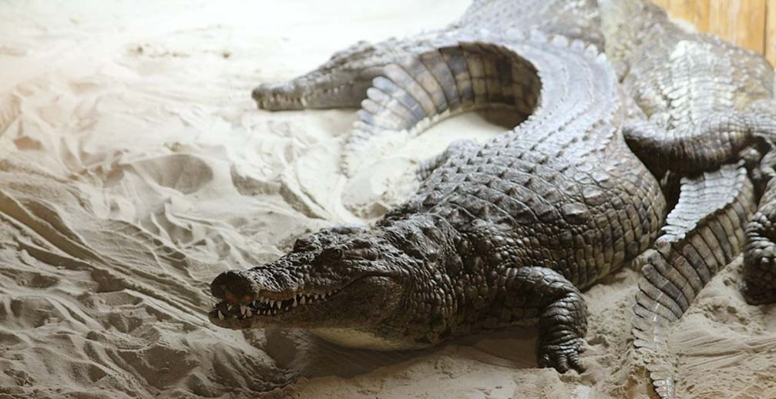 Een van de nieuwste bewoners van AquaZoo: de nijlkrokodil is sinds de zomer van 2017 van de partij in Leeuwarden. Foto: DagjeWeg.NL.