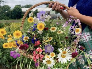 Hanneke's Pluktuin
