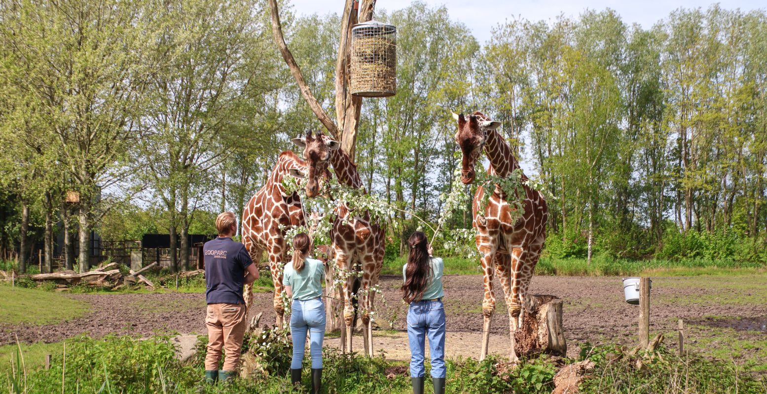 Werk samen met de dierenverzorgers. Foto: ZooParc Overloon © Werk samen met de dierenverzorgers. Foto: ZooParc Overloon ©