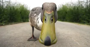 De geheimen van de eendenkooi op landgoed Haarzuilens De geheimen van de eendenkooi op landgoed Haarzuilens | Foto geüpload door gebruiker Natuurmonumenten.