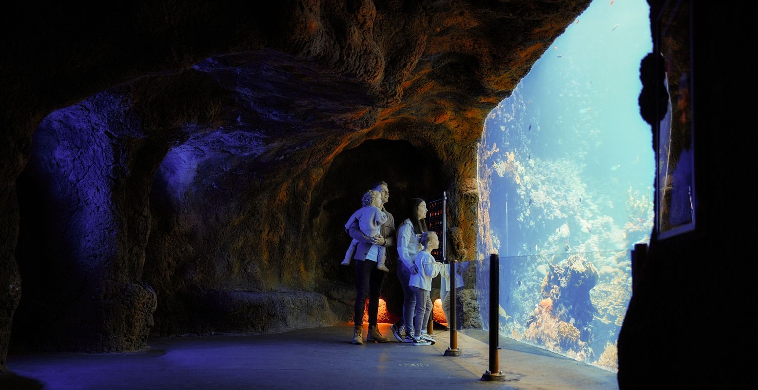 De Ocean, het imposante aquarium van Burgers' Zoo waar je zelfs onder de vissen loopt. Foto: Burgers' Zoo © Melvin Winkeler