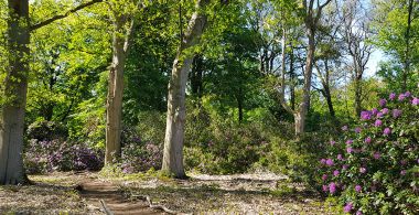 Wilde oase van rust midden in het bos