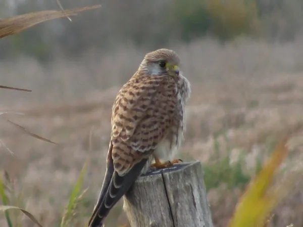 Vogels spotten in de Oostvaardersplassen