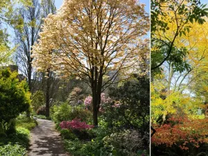 Trompenburg Tuinen & Arboretum Wandel door de schitterende tuinen. Foto: Trompenburg