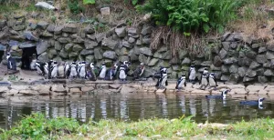 Op safari door nieuw gebied in Beekse Bergen Pinguïns op hun nieuwe stekkie in Edge of Africa. Foto: Beekse Bergen