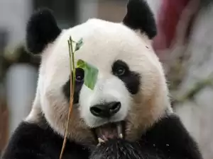 Vergaderen met uitzicht op de reuzenpanda's. Foto: Ouwehands Dierenpark
