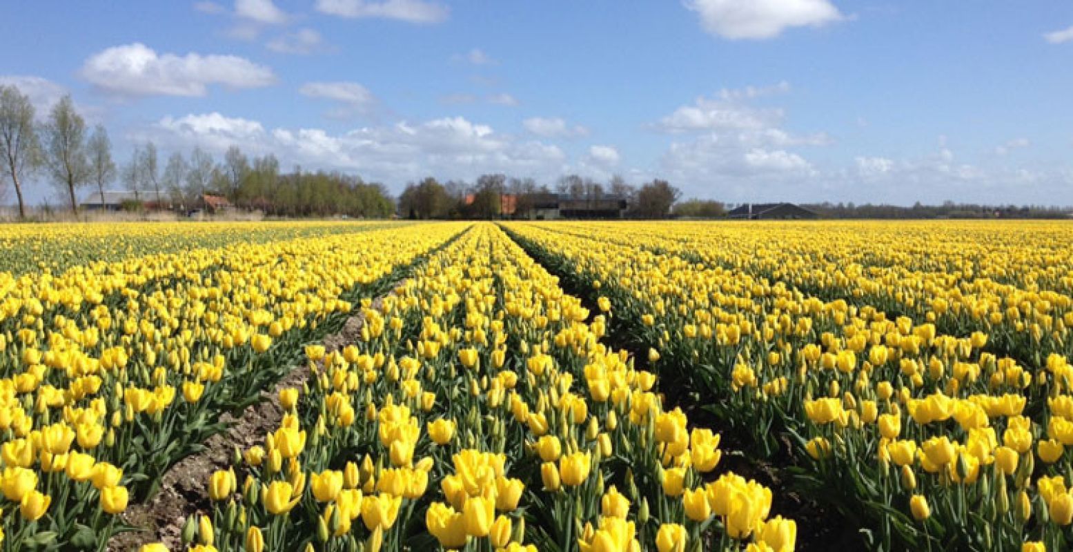 Wandel over het Tulpenbelevingsveld. Foto: Margot Maljaars.