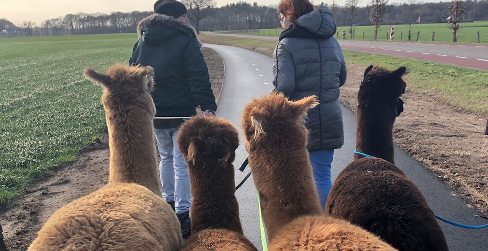 Wandel een keertje met een alpaca van Alpaca Ranch d'n Achterhoek! Heerlijk ontspannen en je leert deze steeds populairdere dieren een beetje beter kennen. Foto: Foto: Alpaca Ranch d'n Achterhoek