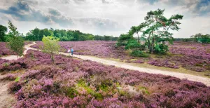 Lekker buiten: wandel de mooiste wandelroute van 2023 Het Stellingenpad neemt je mee over prachtige heidevelden. Foto: Marcel van Kammen