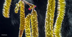 Bekijk de mooiste kiekjes uit de natuur in Naturalis Deze foto is de winnende foto in de categorie planten en schimmels. Foto: Naturalis, Wildlife Photographer of the Year © Valter Binotto.