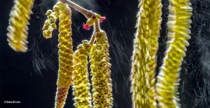Bekijk de mooiste kiekjes uit de natuur in Naturalis