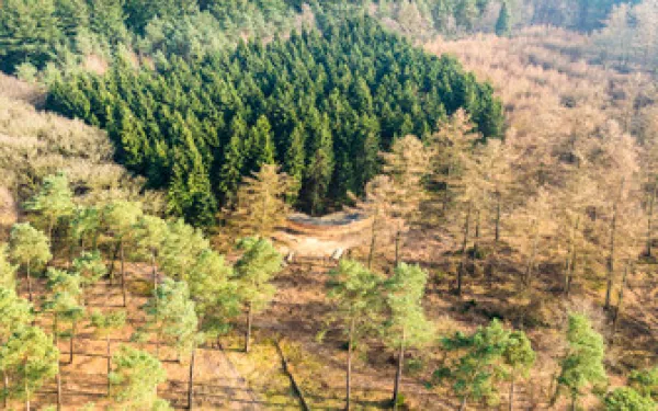 Bespied de zwijnen en herten van de Veluwe