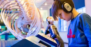 4 bijzondere dieren in de Nederlandse musea Leer alles over de walvis in de walviszaal. Foto: Natuurmuseum Fryslân