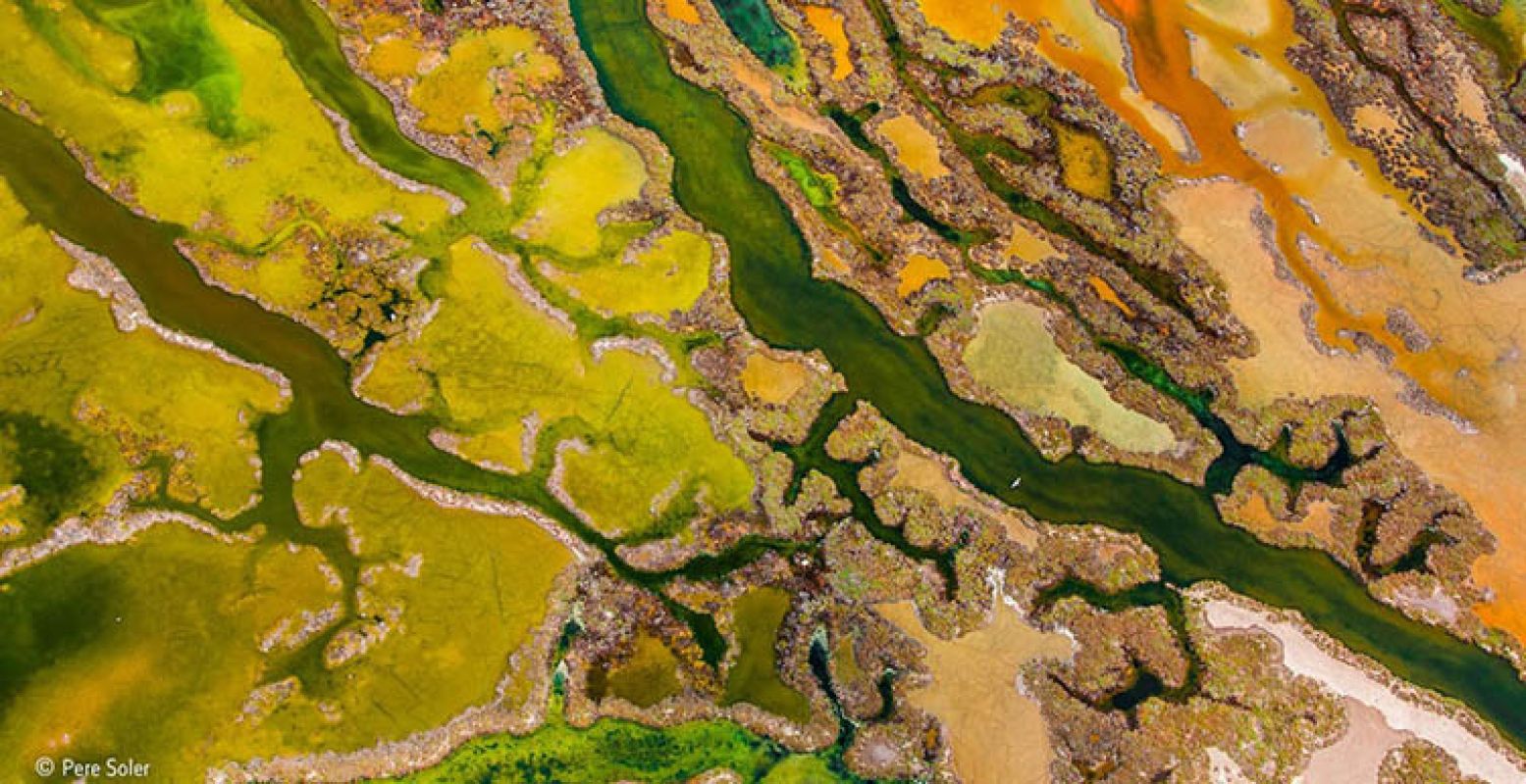 Foto: © Pere Soler (Spain) The art of algae. Wildlife Photographer of the Year 2015.