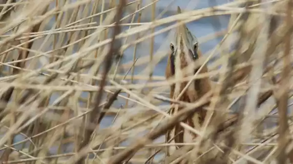Seizoenswandeling Kleimeer roerdomp in het riet | Foto ge&uuml;pload door gebruiker Staatsbosbeheer.