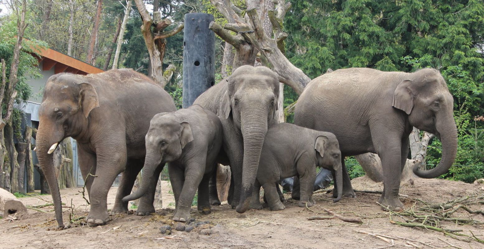 Bespied de olifantenfamilie en spot hun nieuwe familielid. Foto: DierenPark Amersfoort