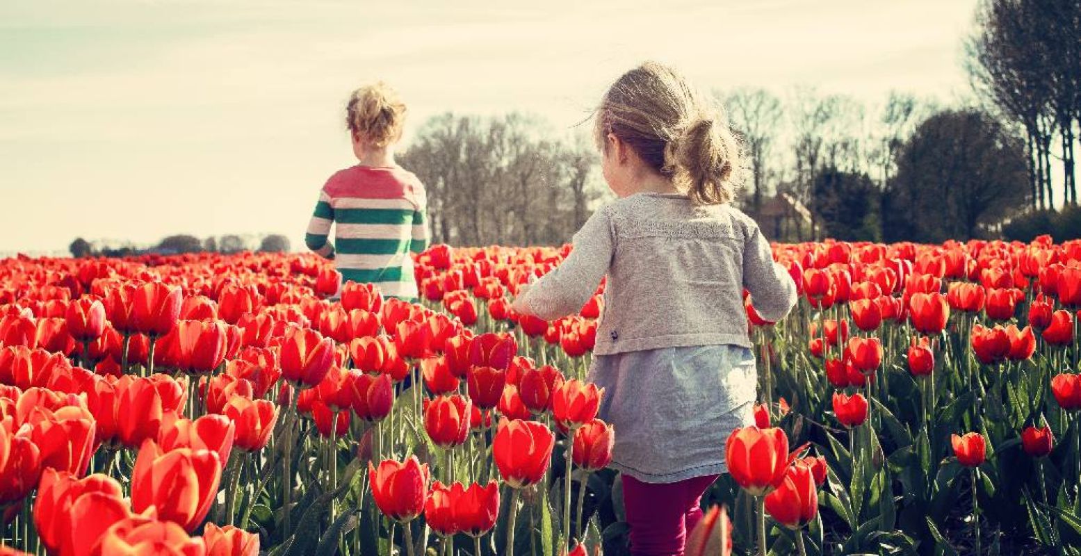 Zouden de tulpen al bloeien? Foto:  Pexels.com 