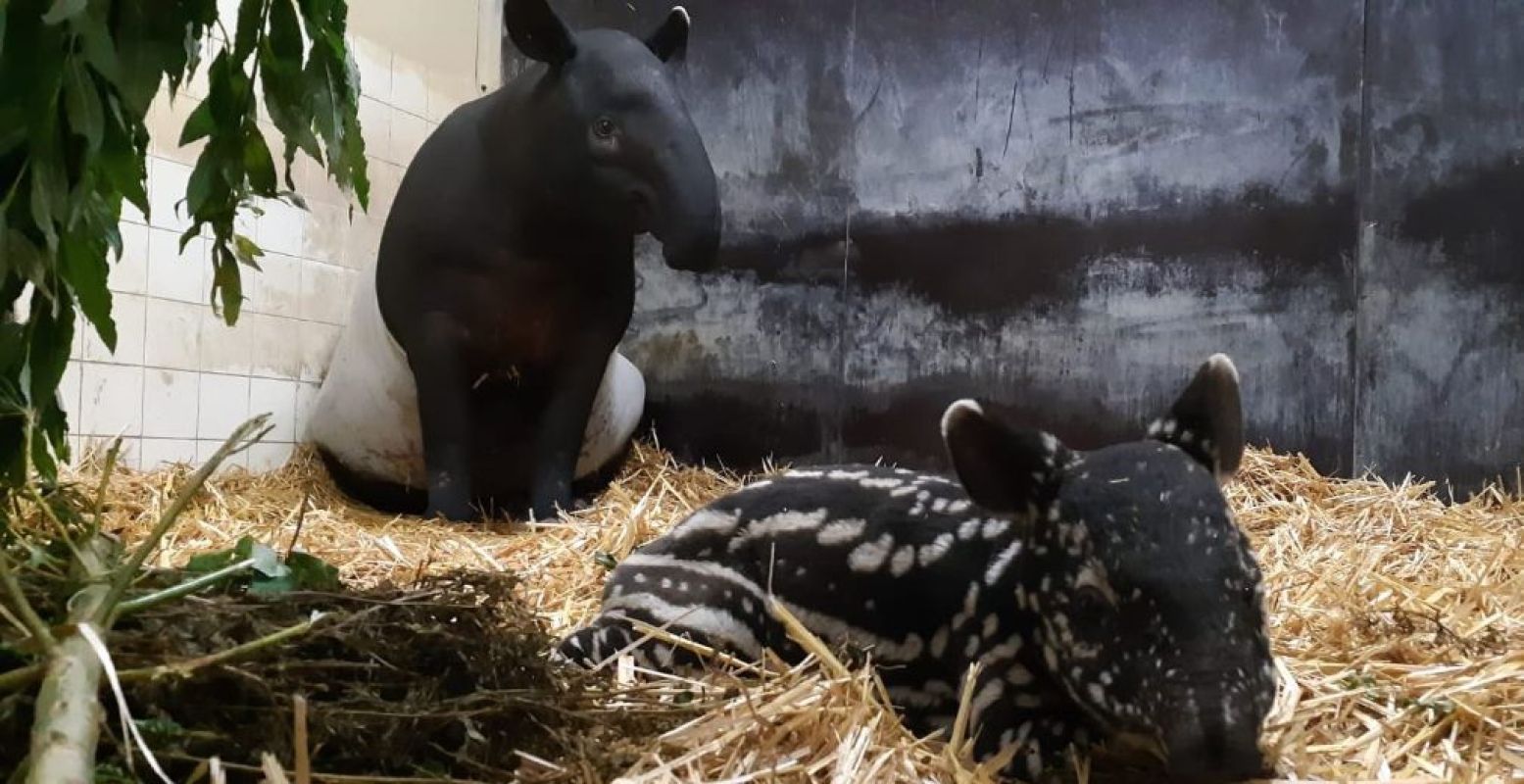 Een kleine Maleise tapir, geboren in Diergaarde Blijdorp. Foto: Diergaarde Blijdorp