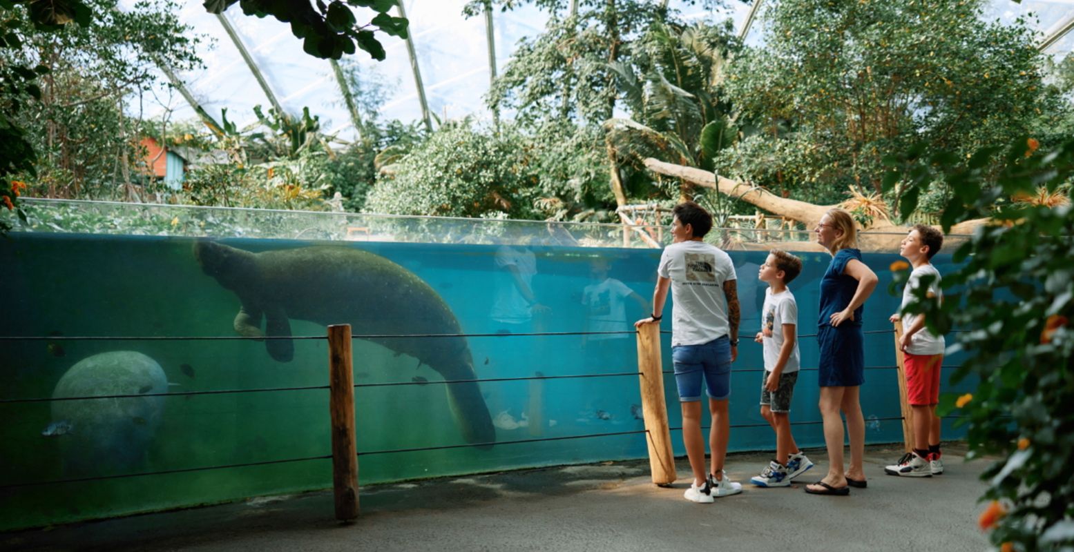 Bezoek de zeekoeien in de Mangrove. Foto: Burgers' Zoo