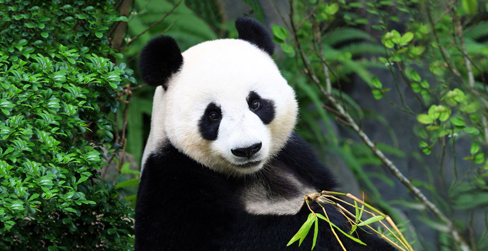 Ontmoet reuzenpanda's Wu Wen en Xing Ya in Ouwehands Dierenpark Rhenen. Foto: Ouwehands Dierenpark.