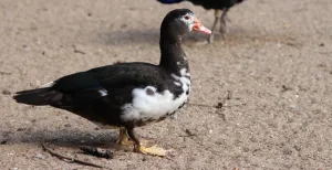 Dol op dieren? Check deze diervriendelijke dagjes uit