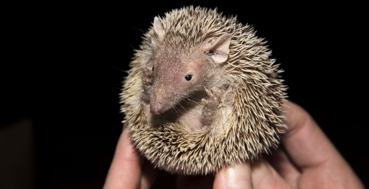 De tenrek is een piepklein egeltje en past helemaal in de kleinste dierentuin van Nederland. Foto: Zoo Bizar