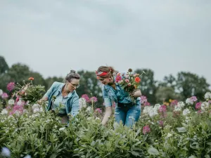 Pluk je eigen boeket in de pluktuin. Foto: De Eekhoeve