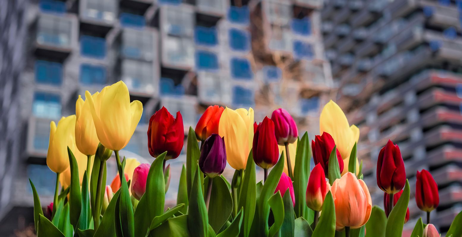 De bloeiende tulpen kom je niet alleen tegen in het centrum, maar door heel Amsterdam. Foto: Tulp Festival © John Lewis Marshall