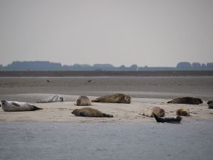 Spot zeehonden in Zeeland. Foto: ScheldeSafari.